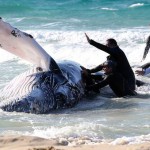 Humpback Rescued In Australia