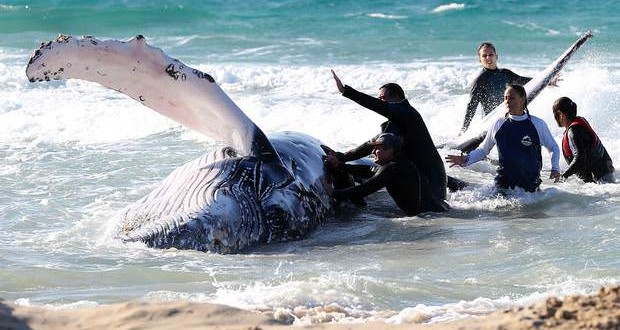 Humpback Rescued In Australia