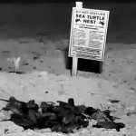 Infrared camera catches Keys sea turtle hatchlings