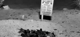 Infrared camera catches Keys sea turtle hatchlings