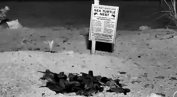 Infrared camera catches Keys sea turtle hatchlings (Video)