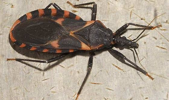 ‘Kissing bug’ : Chagas is a deadly import in United States