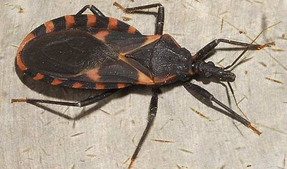 'Kissing bug' : Chagas is a deadly import in United States