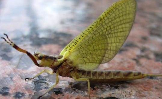US : Mayfly swarms captured on radar (Video)