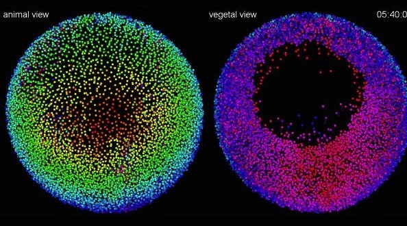 Method Rapidly Reconstructs Animal's Development