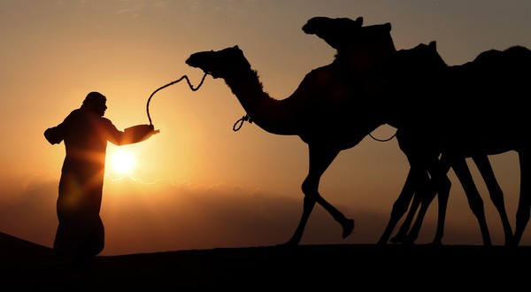 Middle East virus found in camel barn, Study