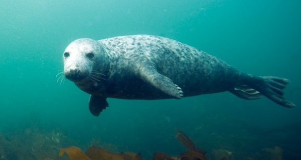 New England : gray seal resurgence stirs call for hunt