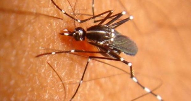 Officials: Mosquito with West Nile Virus found in Harrisburg