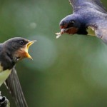 Pesticides now linked to declining bird populations, Dutch study
