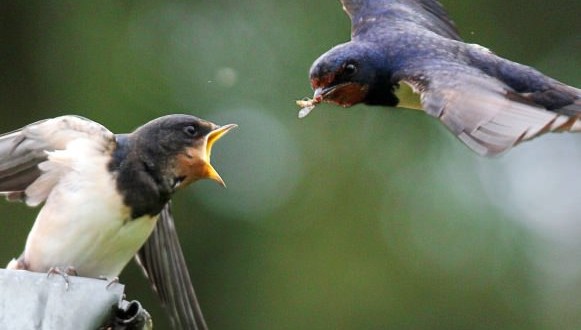 Pesticides now linked to declining bird populations, Dutch study