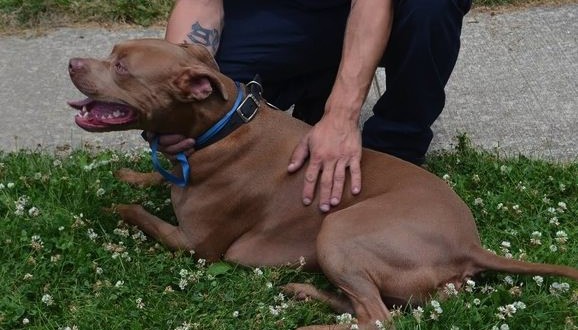 Pit bull saves deaf boy from house fire