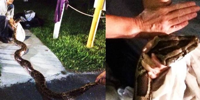 Python trapped in grill (Video)
