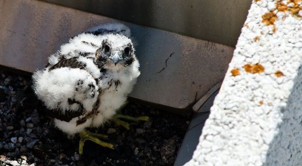 Rare falcon born atop Oshawa hospital (Photo)