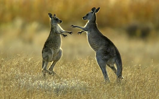 Red Kangaroos Use Tail as Powerful Fifth Leg, Study