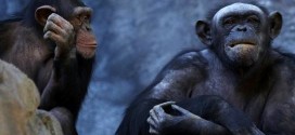 Researchers Learn the Language of the Chimpanzees