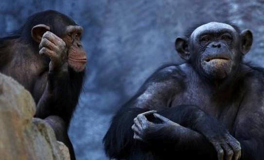 Researchers Learn the Language of the Chimpanzees