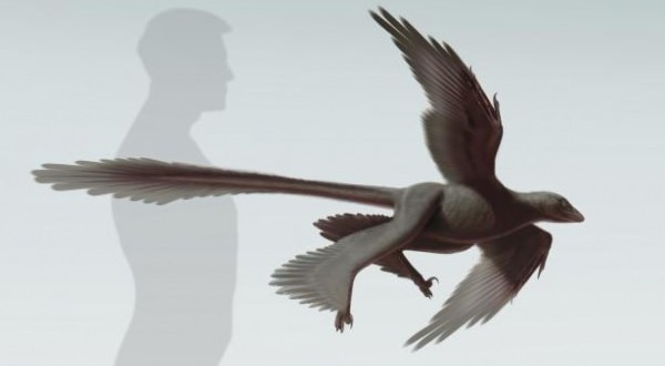 Four-winged dinosaur was ‘evolutionary side branch’, research