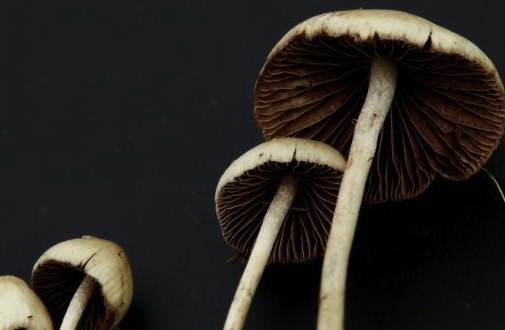 Researchers find how 'shrooms alter the mind