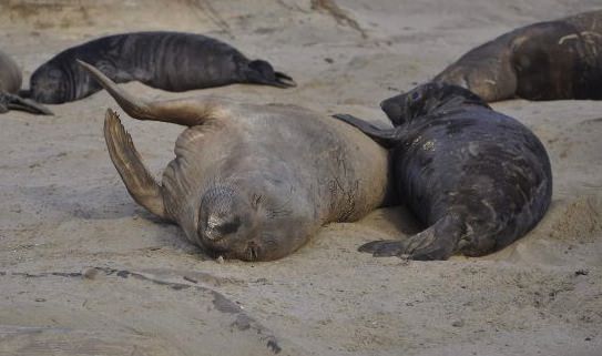 Researchers ‘shocked’ to see seals use wind farms as hunting grounds