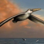 Researchers uncover biggest-ever flying bird