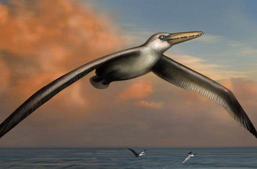 Researchers uncover biggest-ever flying bird