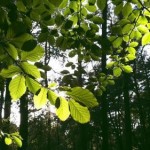 Researchers watch photosynthesis in action