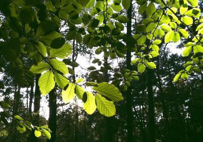 Researchers watch photosynthesis in action