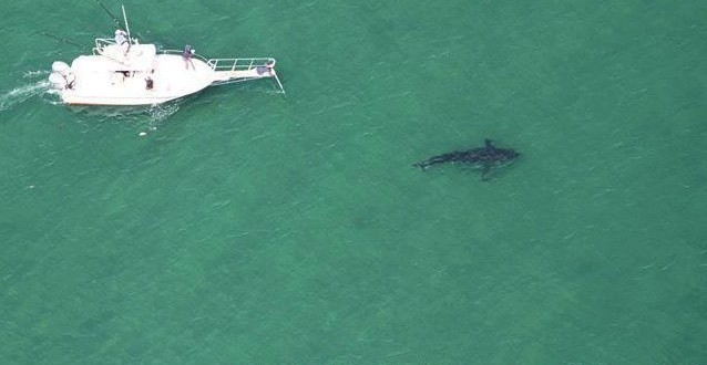 Scientists begin great white shark count off Cape