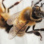 Scientists interested in studying Newfoundland's healthy bees