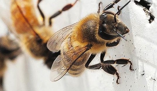 Scientists interested in studying Newfoundland’s healthy bees