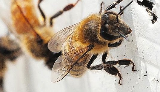 Scientists interested in studying Newfoundland's healthy bees