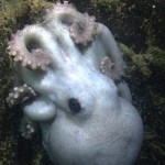 Scientists observe deep-sea octopus with record-breaking patience