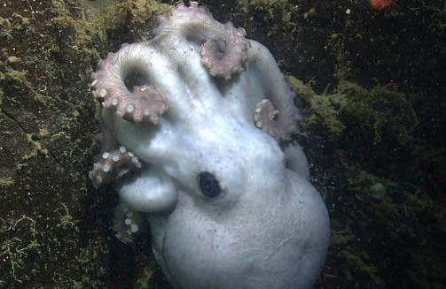 Scientists observe deep-sea octopus with record-breaking patience