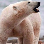 Scientists turn to satellite monitoring to count polar bear populations