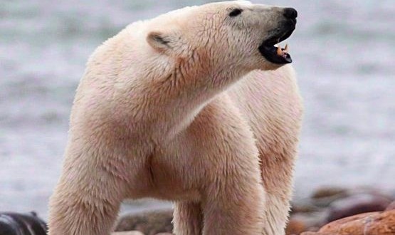 Scientists turn to satellite monitoring to count polar bear populations