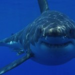 Shark Sightings Off Cape Cod Give Tourism a Big Boost, Report