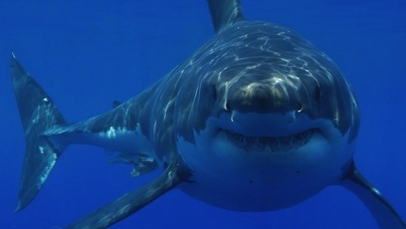 Shark Sightings Off Cape Cod Give Tourism a Big Boost, Report