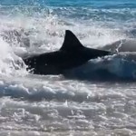 Shark chokes on sea lion: Shark death investigated as video goes viral