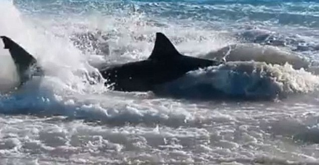 Shark chokes on sea lion: Shark death investigated as video goes viral
