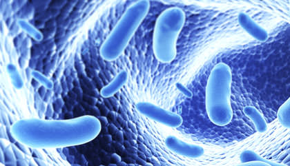 Smartphone app tracks how gut bacteria affect health, Study