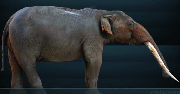 The Gomphotheres: Elephant Ancestor May have Lived Longer Than Once Thought