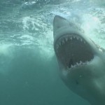 Tourists in feeding frenzy over sharks
