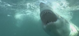 Tourists in feeding frenzy over sharks