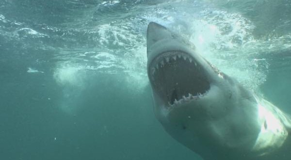 Tourists in feeding frenzy over sharks