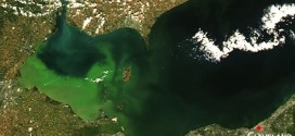 Toxic algae will make its way to Lake Erie later this summer, Report