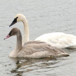 Trumpeter swan off Alberta's threatened species list, Report