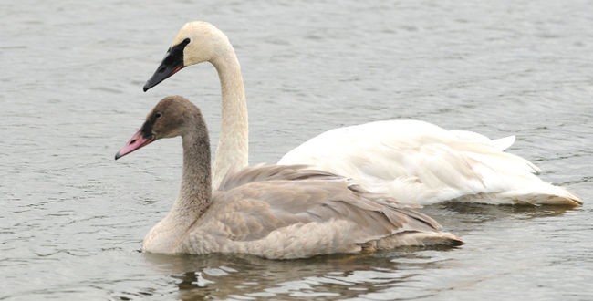 Trumpeter swan off Alberta’s threatened species list, Report