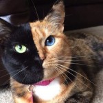 Venus the 'two-faced' cat