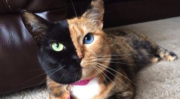 Venus the ‘two-faced’ cat (Video)