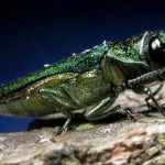 US : Destructive Ash Borer beetle found in Suffolk County